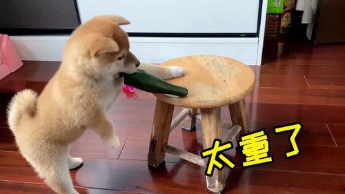 带你吃瓜爆笑狗狗,笑料横生！带你领略爆笑狗狗的“吃瓜”瞬间
