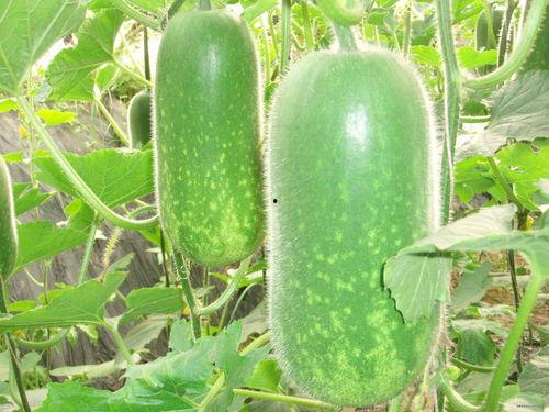 009集吃瓜,揭秘吃瓜背后的真相与趣味