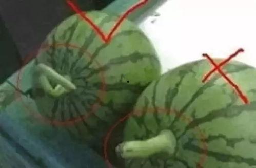 做个合格的吃瓜,如何成为一个合格的吃瓜群众