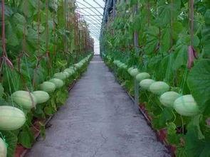 张北吃瓜群,揭秘网络社交背后的趣味与争议