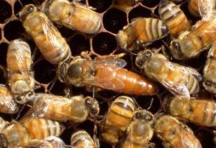 蜂王吃瓜,瓜田里的甜蜜冒险