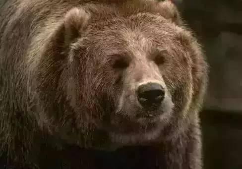 辽宁盘锦熊吃瓜事件,熊大挑战夏日美食新风尚