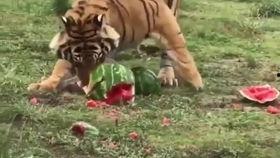 米老虎吃瓜,一场生态与美食的奇妙邂逅