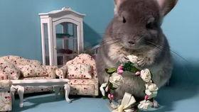 宠物吃瓜配乐,欢乐无限，音乐相伴