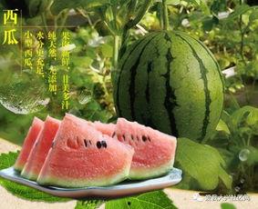 吃瓜老头逛瓜园,一场别开生面的田园之旅