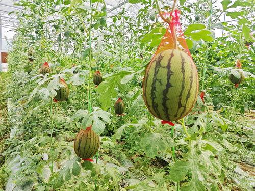 成都扬州北京吃瓜,吃瓜群众的味蕾盛宴