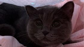 带你吃瓜猫手办,萌态可掬，趣味横生