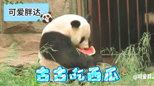 吃瓜熊猫视频,揭秘娱乐圈幕后故事