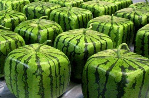 西安疫情期间吃瓜