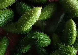 带你吃瓜普洱,一场别开生面的“吃瓜”之旅