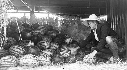 温县吃瓜群众事件始末