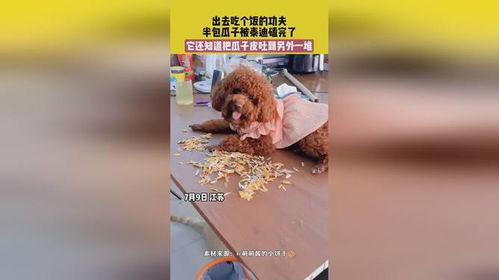 吃瓜吐瓜子皮,揭秘吃瓜吐瓜子皮背后的文化现象