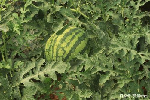 吃瓜能不能吃头茬瓜,揭秘吃瓜新风尚