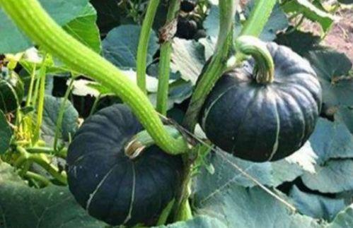 梦到偷小瓜吃,揭秘偷瓜吃背后的神秘寓意